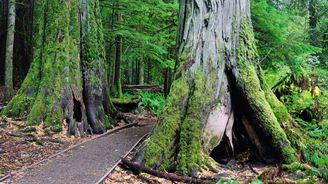 Stromy, pláže a totemy: Kanadský ostrov Vancouver překvapí přírodou i skvělou směsicí zajímavostí