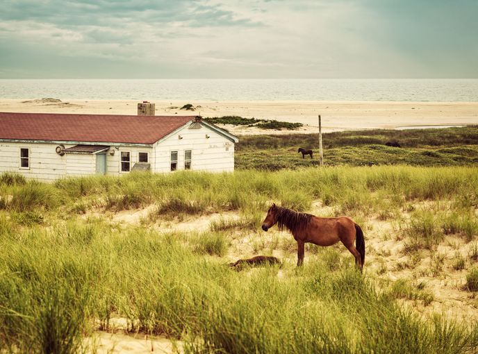 Od roku 1960 jsou koně na ostrově Cape Sable Island chráněni vládou.