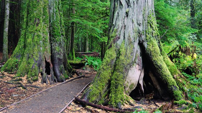V lese Cathedral Cove se vám z mohutných vysokých stromů může zatočit hlava