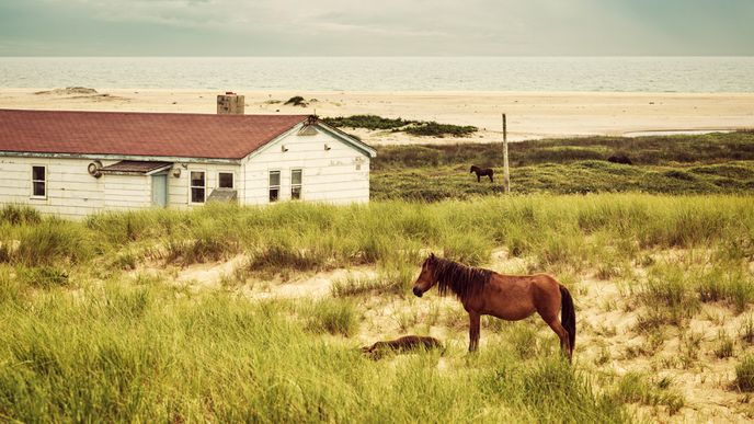 Od roku 1960 jsou koně na ostrově Cape Sable Island chráněni vládou.