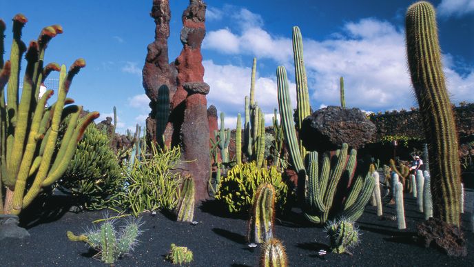 Kaktusová zahrada, kterou navrhl César Manrique.