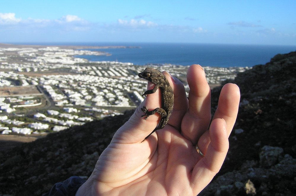 Nedaleko ostrova El Hierro soptí podmořský vulkán.