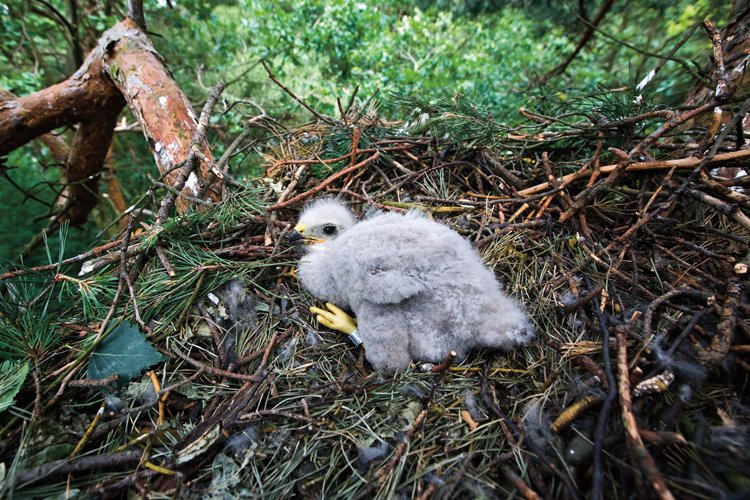 Hnízdo mláďata opouštějí přibližně ve stáří 1,5 měsíce