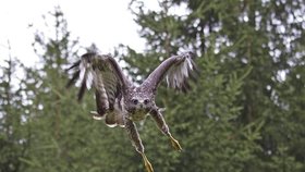 Obdobný pohled na letícího dravce se teď může naskytnout běžcům v Plzni. Opět na ně útočí tokající káně.