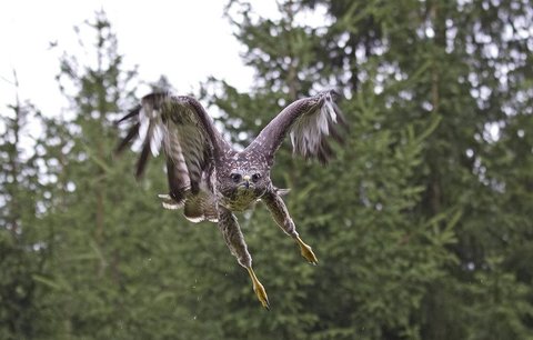 Postrach běžců opět na scéně! Na okraji Plzně terorizuje sportovce tokající káně