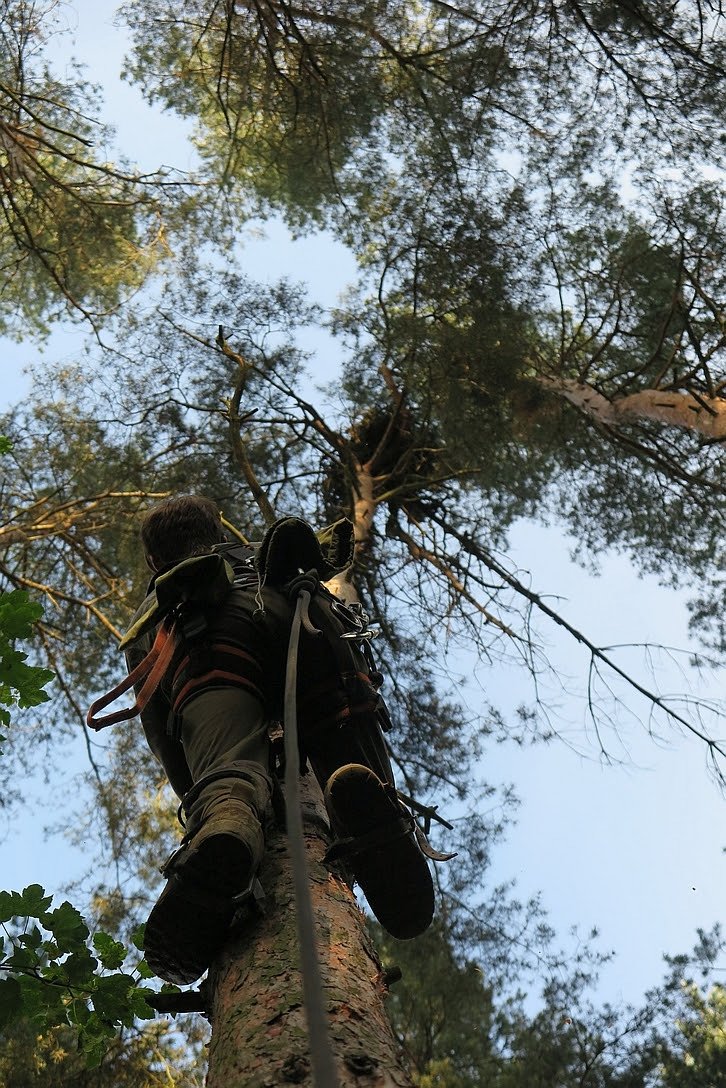 Zvířecí Záchranář Miloš Paisker leze s dravcem na strom.