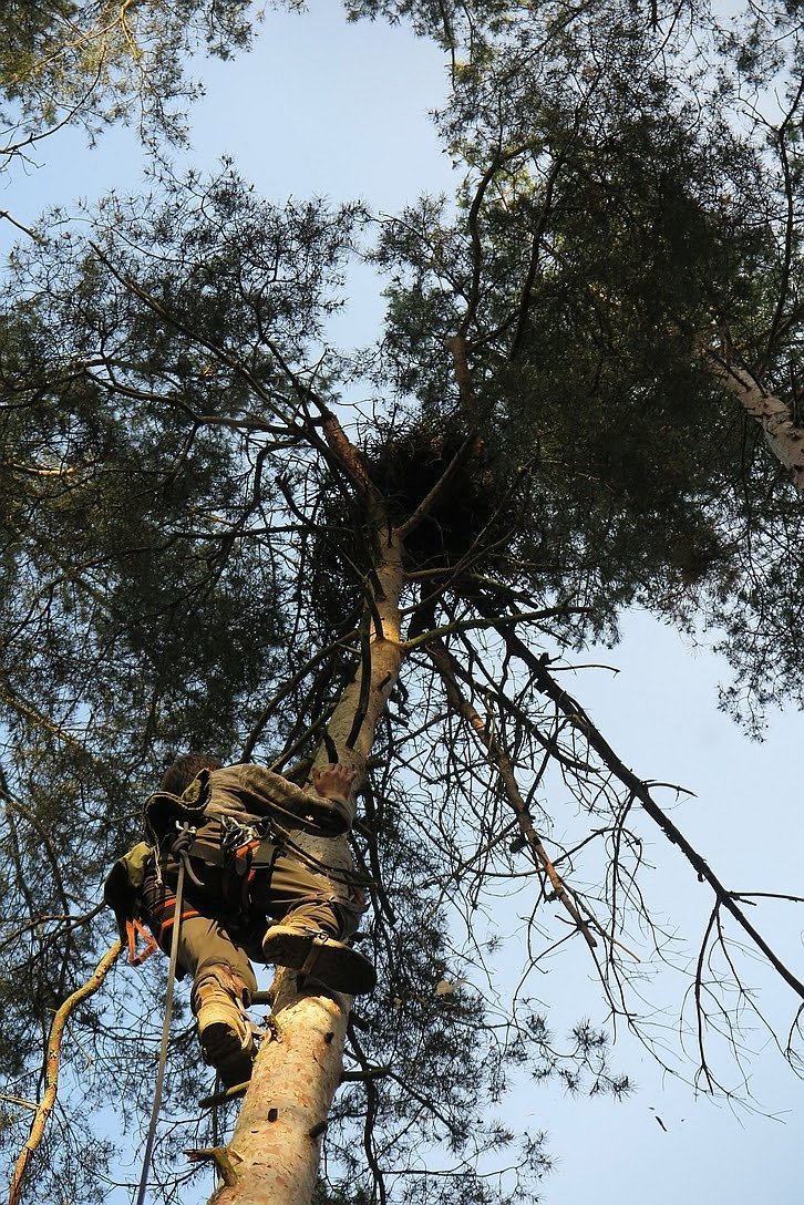Zvířecí Záchranář Miloš Paisker leze s dravcem na strom.
