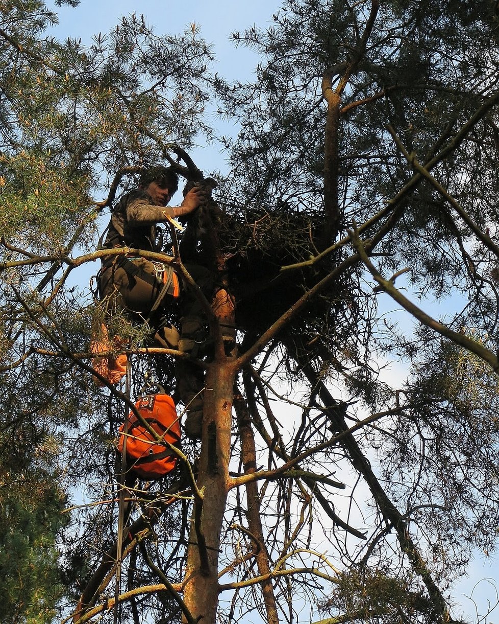Zvířecí záchranář Miloš Paisker dává dravce zpět do hnízda.