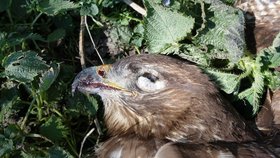 Káně lesní nalezená u Vraclavi na Orlickoústecku. Krvavé zvratky v zobáku naznačují otravu. Rozbor potvrdil, že káně zahynula po otravě jedem na hraboše.