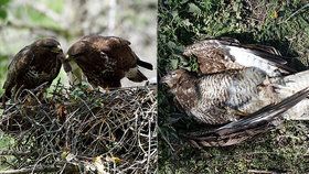 Odborníci poukázali na drastické dopady užití jedu proti hrabošům: Nadělá víc škody než užitku! 