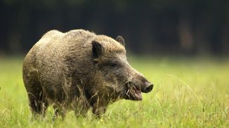 Česká zvěřina jde na odbyt. Zájem je doma i v zahraničí