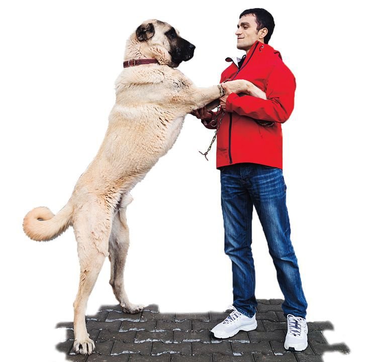 KANGAL (ANATOLSKÝ PASTEVECKÝ PES)