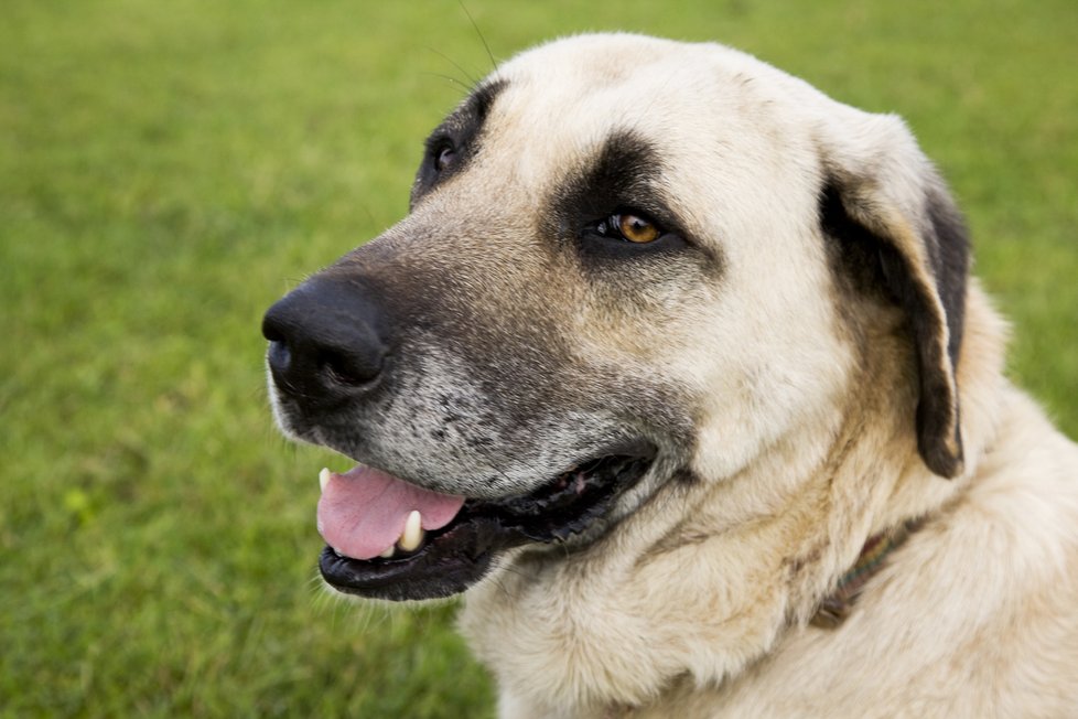 Kangal