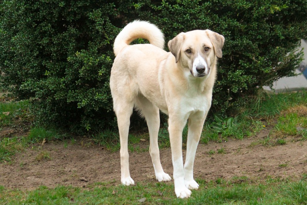 Kangal