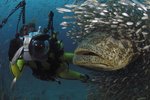 Kanic itajara je tři metry dlouhá ryba, která při přiblížení k vizím objektům vydává hlasité zvuky. Je navíc zvědavá.