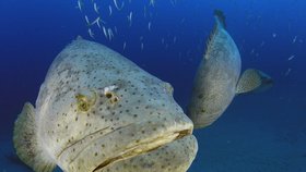 Kanic itajara je tři metry dlouhá ryba, která při přiblížení k vizím objektům vydává hlasité zvuky. Je navíc zvědavá.