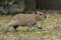 Sedm malých kapybar! Pražská zoo má rekordní vrh oblíbených hlodavců