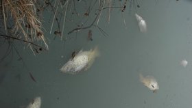Těla mrtvých ryb pokryla hladinu rybníka