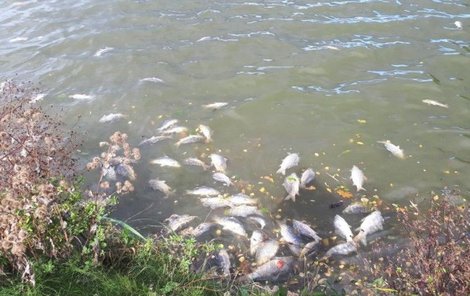 Virem usmrcené ryby se začaly objevovat na okraji rybníka.