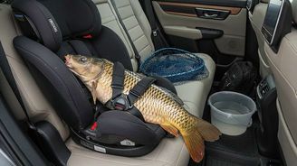 Jak jsme vezli kapra: I tak banální věc se může zvrtnout! Jak jsme vezli kapra: I tak banální věc se může zvrtnout!