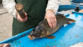 Od středy budou Pražané vídat kampaň proti drastickému zacházení s kapry! Co jsou časté omyly?