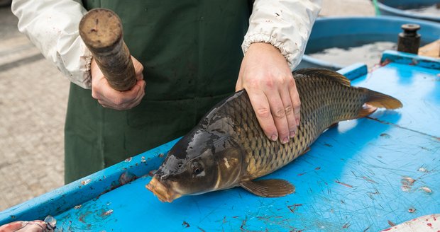 Prodej vánočních kaprů.