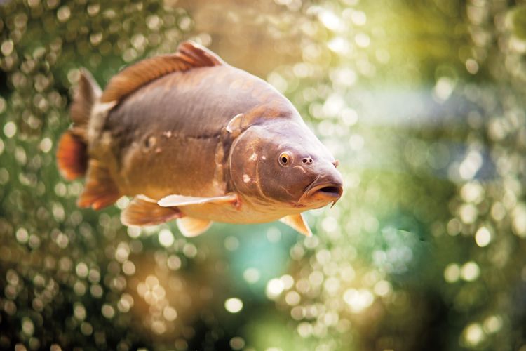 Kapr obecný (Cyprinus carpio) je i oblíbenou sportovní rybou, ti největší mohou být přes metr dlouzí a vážit až40kg