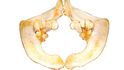 Požerákové zuby, které poskytly vědcům důkazy o chovu kaprů v&nbsp;neolitu, jsou přeměněný pátý žaberní oblouk