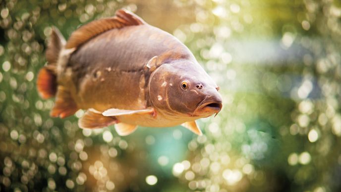 Kapr obecný (Cyprinus carpio) je i oblíbenou sportovní rybou, ti největší mohou být přes metr dlouzí a vážit až40kg