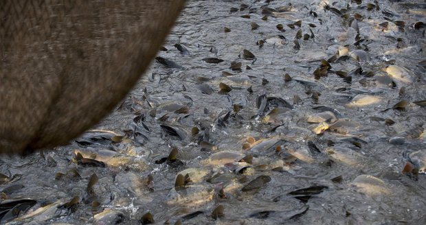 Smrtící nákaza v Praze: Rybáři museli z rybníků vylovit 12 tun ryb