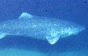 Žralok grónský je rekordman oceánů. Dožívá se prokazatelně přes 400 let a možná i více
