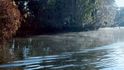 Křišťálová řeka – království kapustňáka floridského. Pára nad hladinou je důkazem značných teplotních rozdílů mezi říční vodou, vyhřívanou teplými prameny vyvěrajícími ze dna, a vzduchem, který byl v lednových dnech nezvykle chladný.