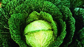 Kapusta je opomíjená, ale hodně zdravá zelenina, díky níž můžete shodit přebytečná kila. Výhodou je její nízká energetická hodnota.