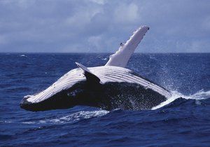 Velryby jsou úžasné...