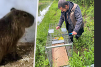 Fifinka je zpět! Ztracenou kapybaru ze Zooparku v České Skalici úspěšně odchytili