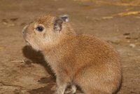 Osm let čekání na Pána trávy: Zoo v Plzni hýčká roztomilou kapybaru