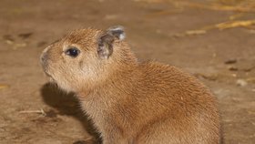 Malá kapybara v plzeňské zoo.