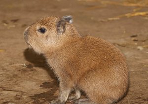 Malá kapybara v plzeňské zoo.