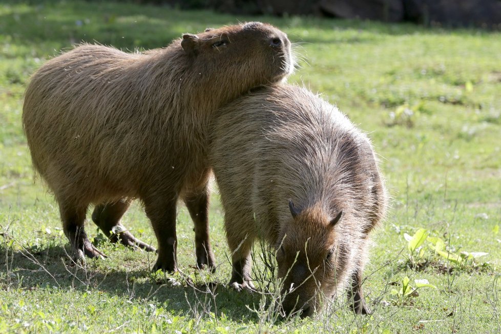 Dospělé kapybary jsou až metroví a 80 kg vážící hlodavci.