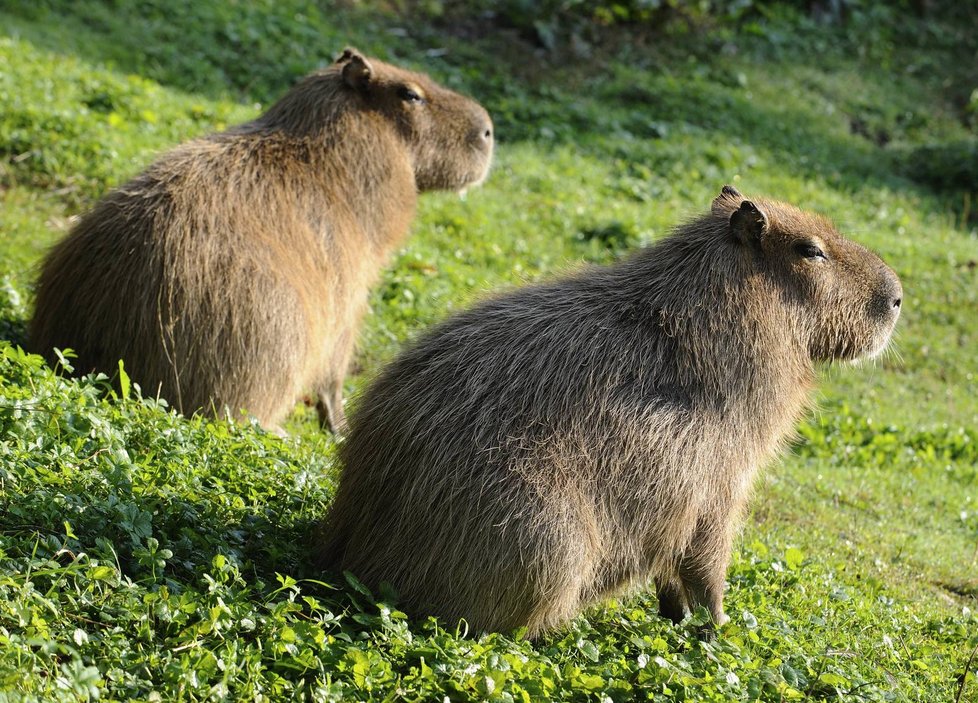 Dospělé kapybary jsou až metroví a 80 kg vážící hlodavci.