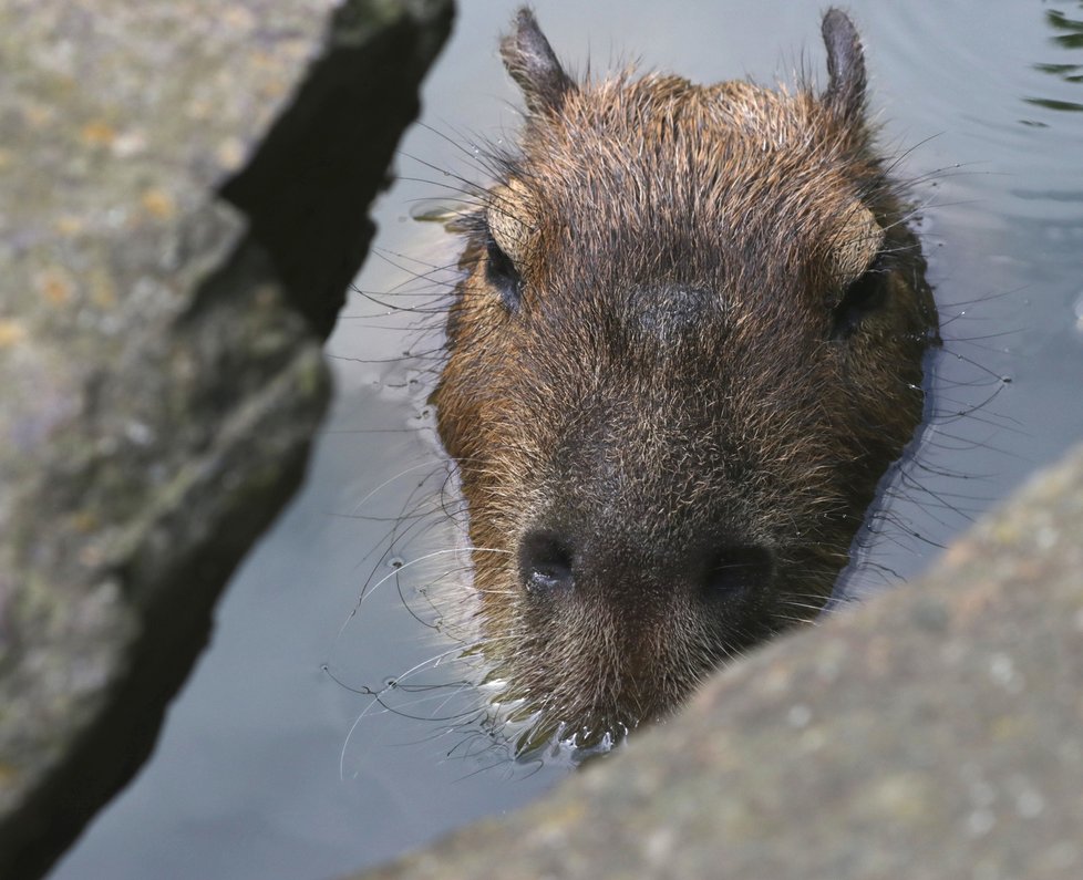 Kapybara má, stejně jako například hroch, oči, uši a nozdry v jedné rovině.