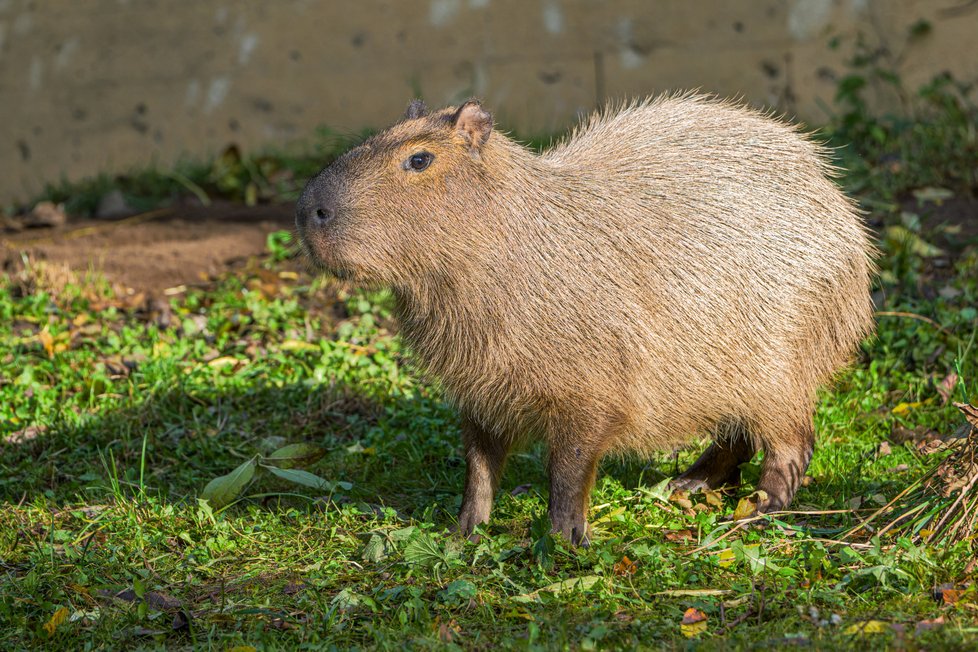 Po 10 letech se do pražské zoo vrací oblíbené kapybary