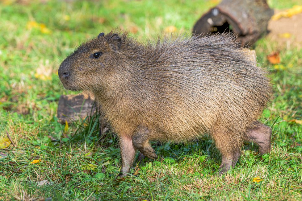 Po 10 letech se do pražské zoo vrací oblíbené kapybary