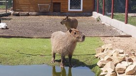 Samička váží asi 30 kilogramů, pohřešuje se od pondělí.