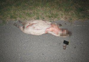 Kapybara po srážce s nákladním vozem zemřela.