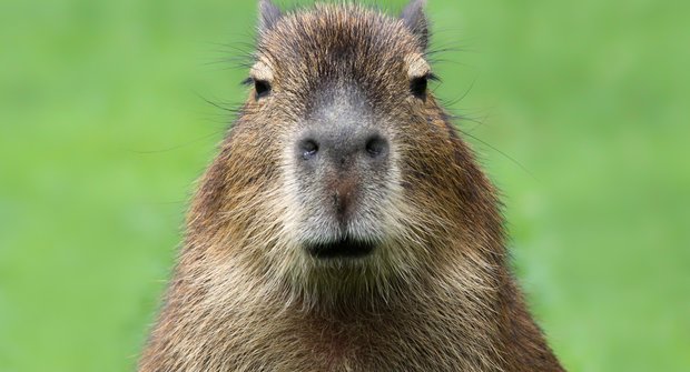 Vodní maximorče: Největší hlodavec světa kapybara