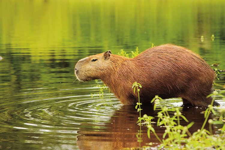 Kapybara (Hydrochoerus hydrochaeris) – až 80 kg