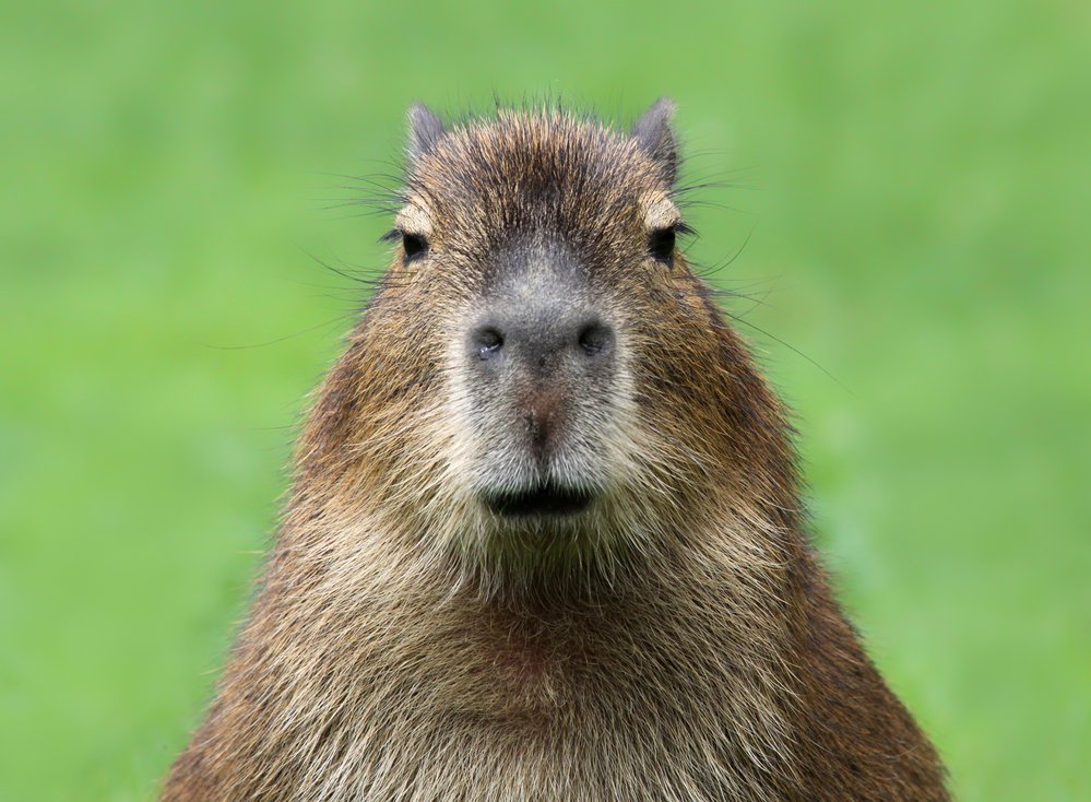 Kapybara je největší hlodavec světa