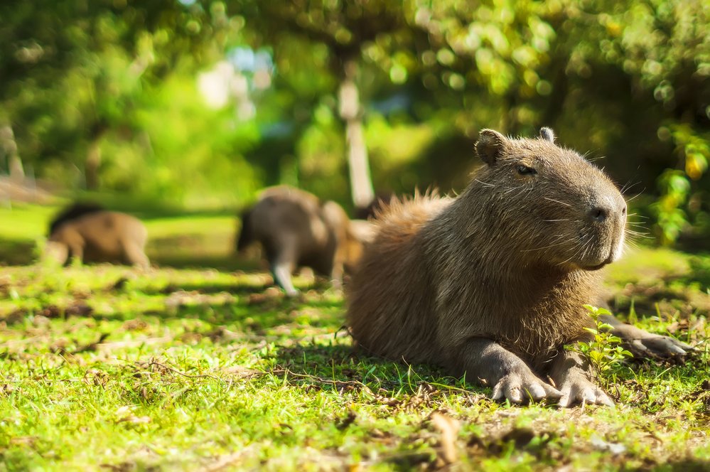 Zcela neškodné a poměrně bezbranné kapybary mají ve své domovině v Jižní Americe jen málo nepřátel