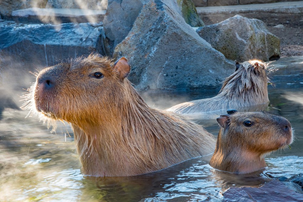 Kapybara je ve vodě jako doma